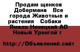 Продам щенков Добермана - Все города Животные и растения » Собаки   . Ямало-Ненецкий АО,Новый Уренгой г.